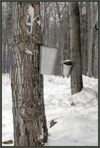 Maple_tree_tapping1