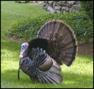 how well do you know your turkey?